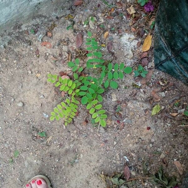 Phyllanthus tenellus Leaf