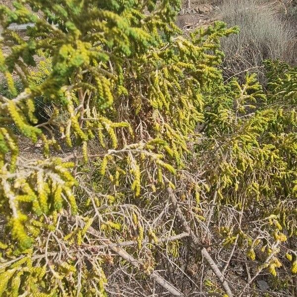 Juniperus phoenicea Leaf