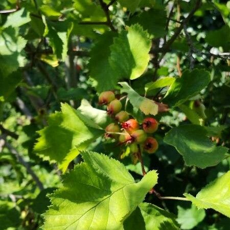 Crataegus coccinea Folha