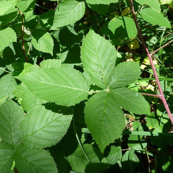 Rubus cuspidatus