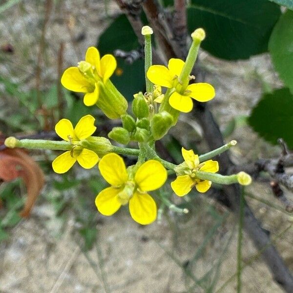 Erysimum repandum Kwiat