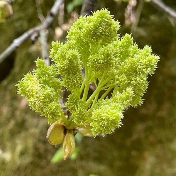 Pisonia subcordata Blomst