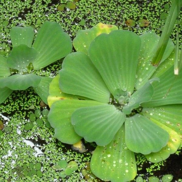 Pistia stratiotes Ліст