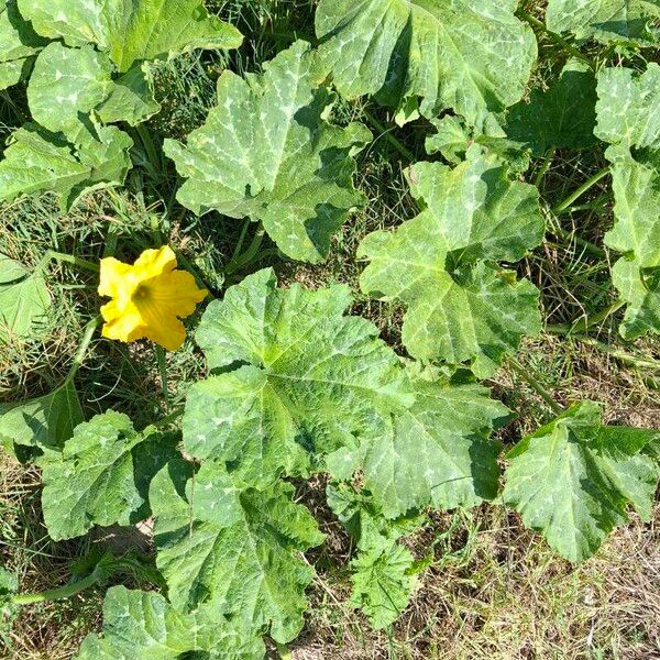 Cucurbita maxima 整株植物