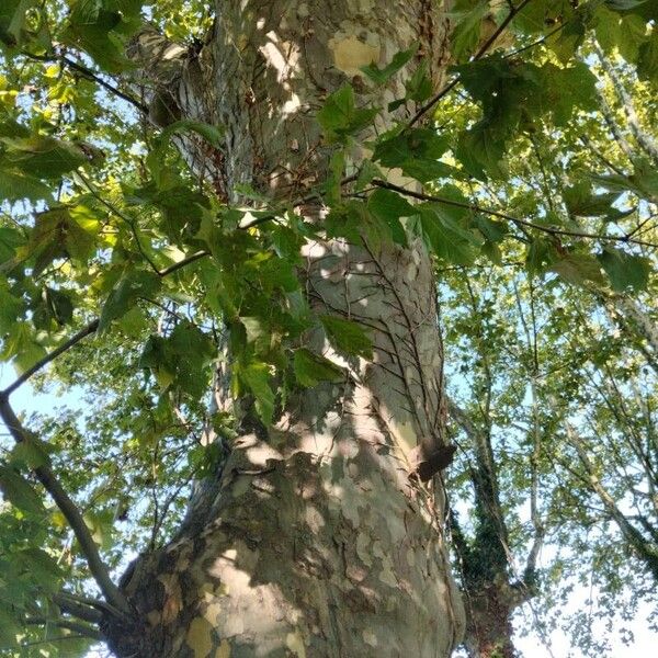 Platanus occidentalis 樹皮