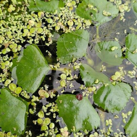 Utricularia australis Blad