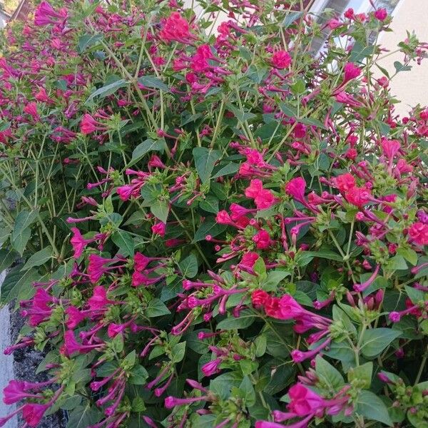 Mirabilis jalapa Агульны выгляд