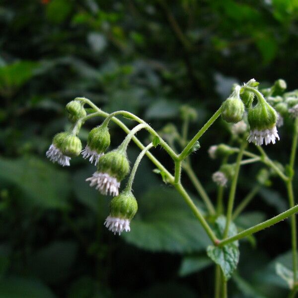 Adenostemma mauritianum Flor