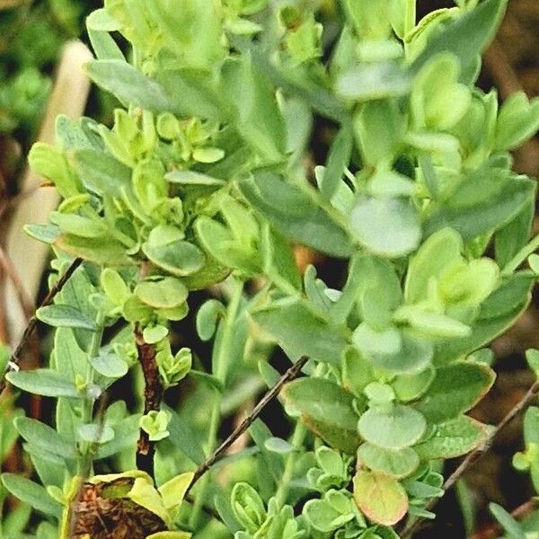 Hypericum perforatum Leaf