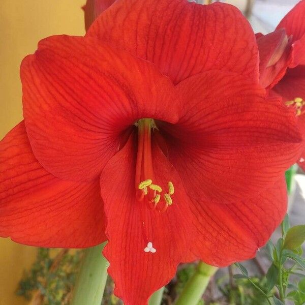 Hippeastrum reginae ᱵᱟᱦᱟ