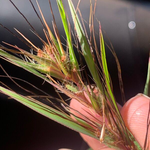 Themeda quadrivalvis Квітка