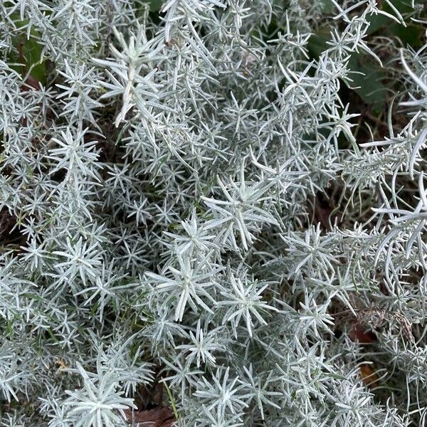 Helichrysum italicum Лист