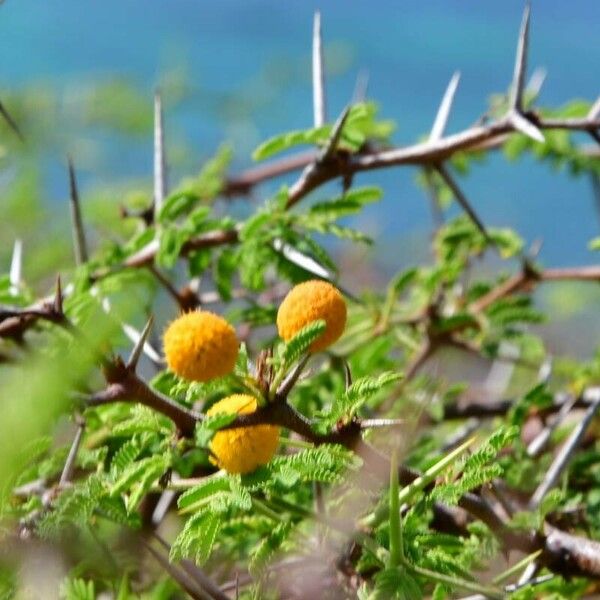 Vachellia tortuosa फूल