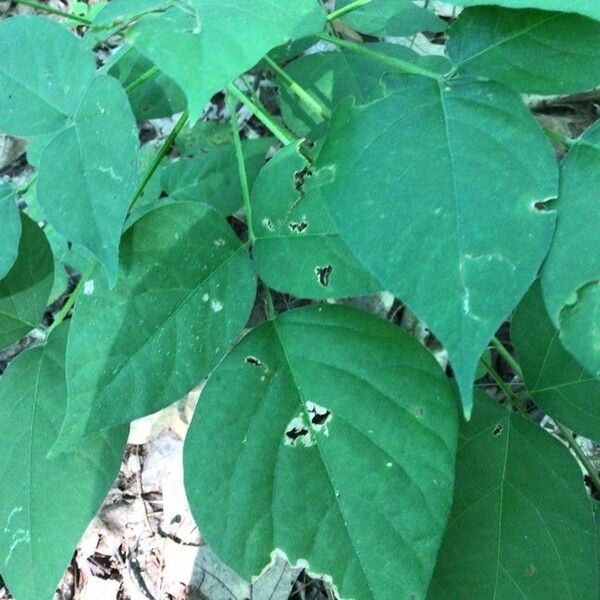 Hylodesmum glutinosum Blatt