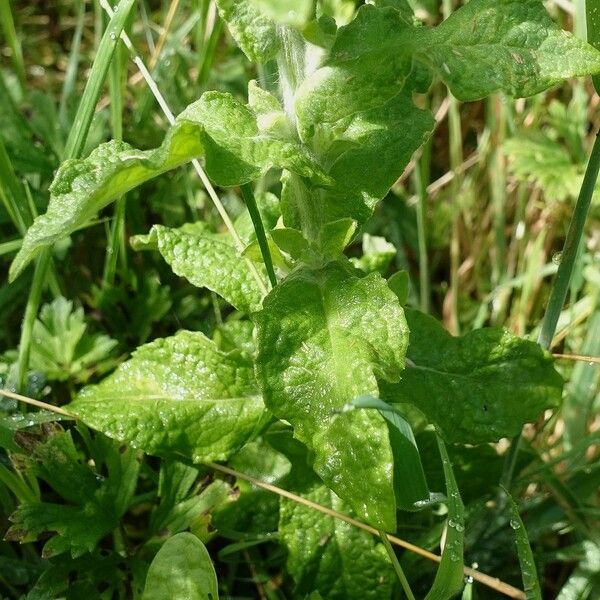 Pulicaria dysenterica Folha