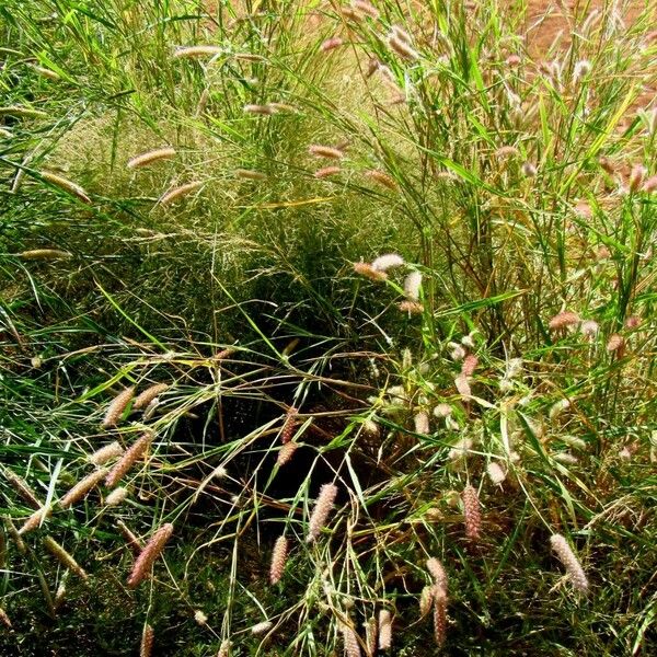 Cenchrus violaceus Habit