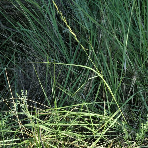 Brachypodium rupestre Habitus