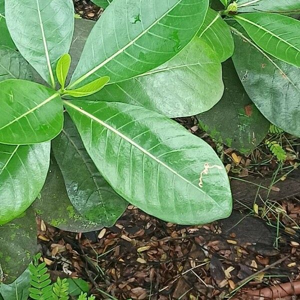 Gardenia taitensis Leaf