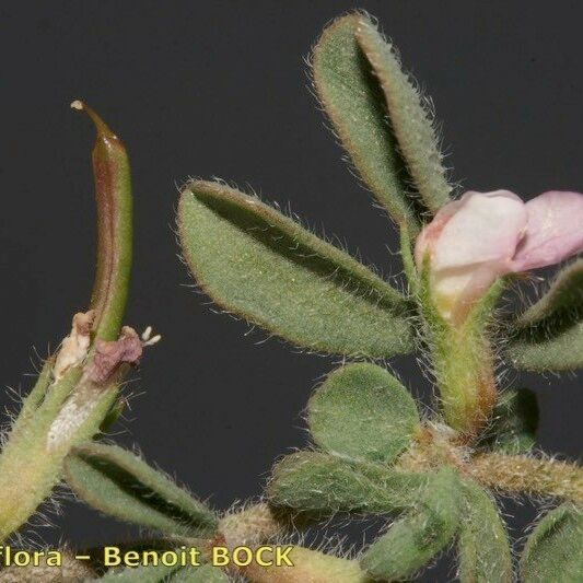 Lotus glinoides Other