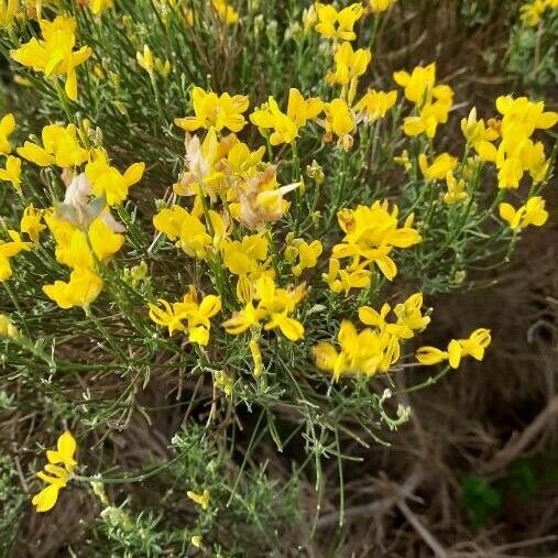 Genista radiata Blomst