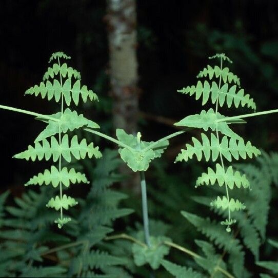 Histiopteris incisa Blad