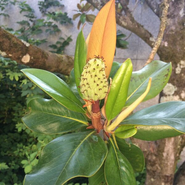 Magnolia grandiflora Leaf