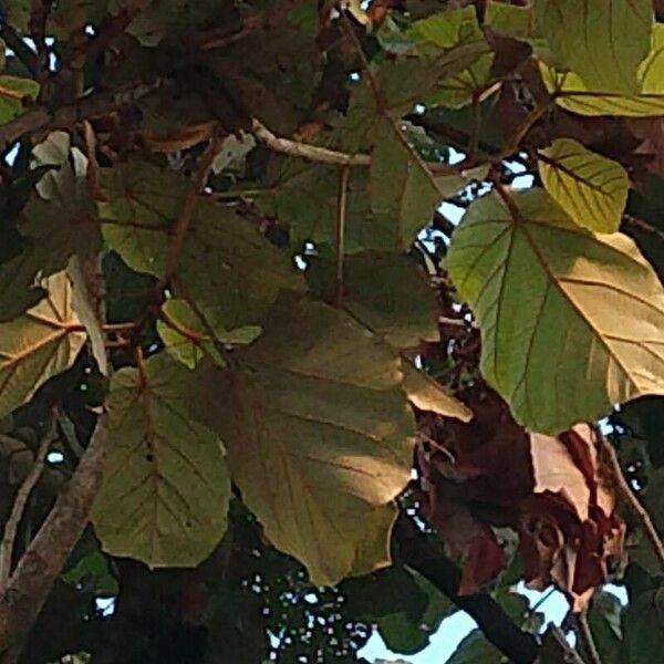Pterospermum acerifolium Hostoa