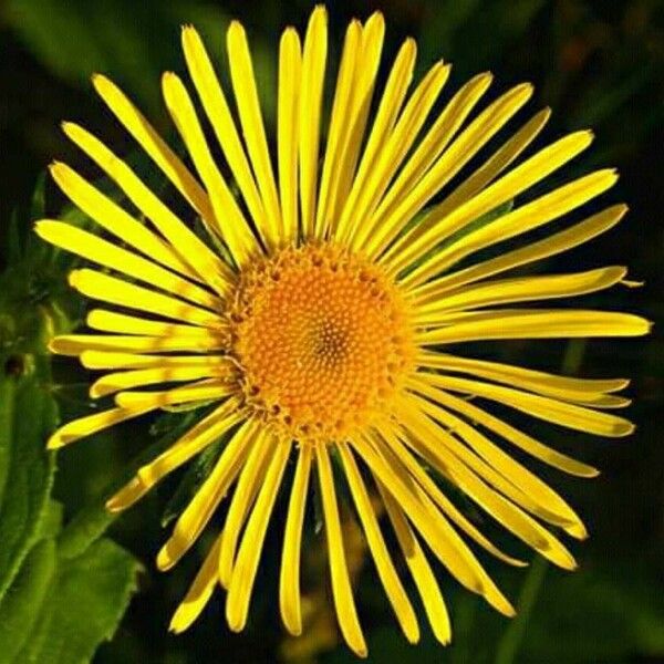 Pentanema hirtum Flower