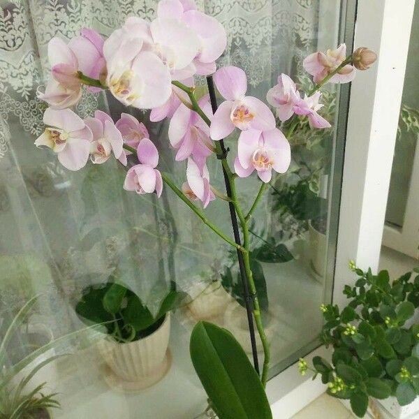 Phalaenopsis amabilis Blomst