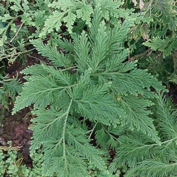 Selaginella vogelii Ліст