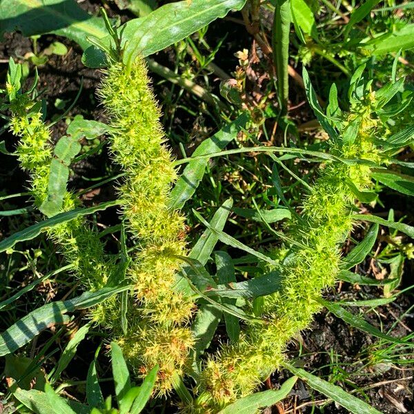 Rumex maritimus Kukka