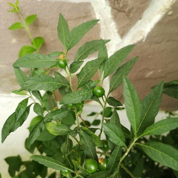 Solanum pseudocapsicum Leaf