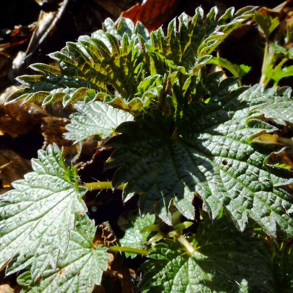 Urtica urens Ліст