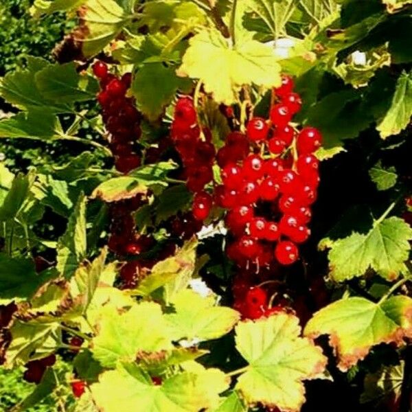 Ribes rubrum Fruit