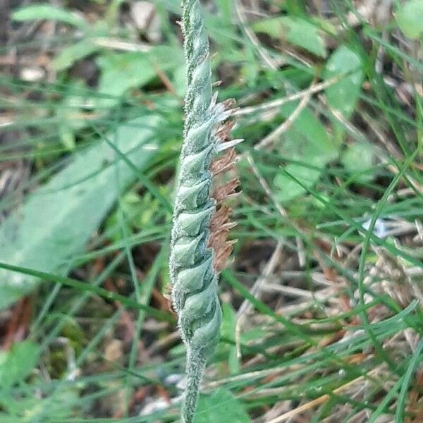 Spiranthes spiralis 果