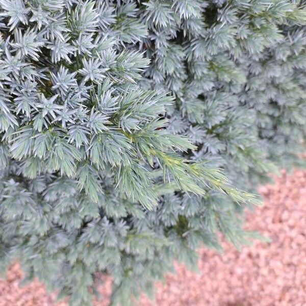 Juniperus squamata Levél