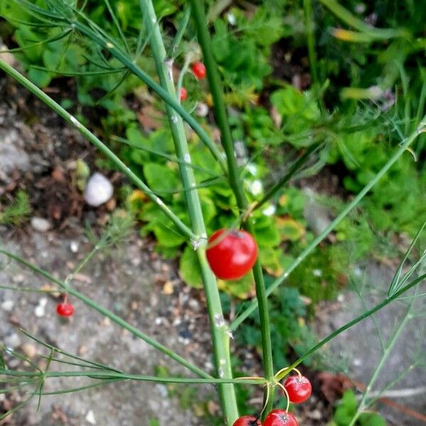 Asparagus tenuifolius Plod