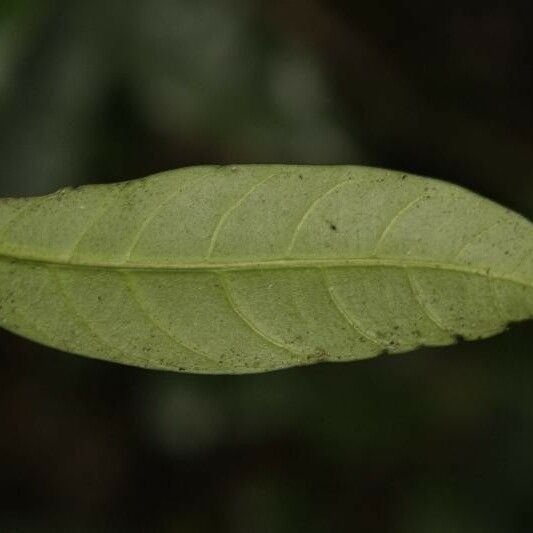 Tabernaemontana disticha Leaf