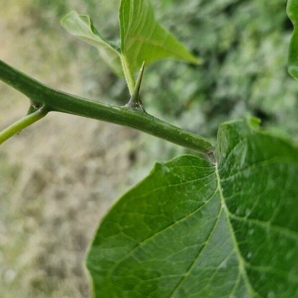 Maclura pomifera 葉