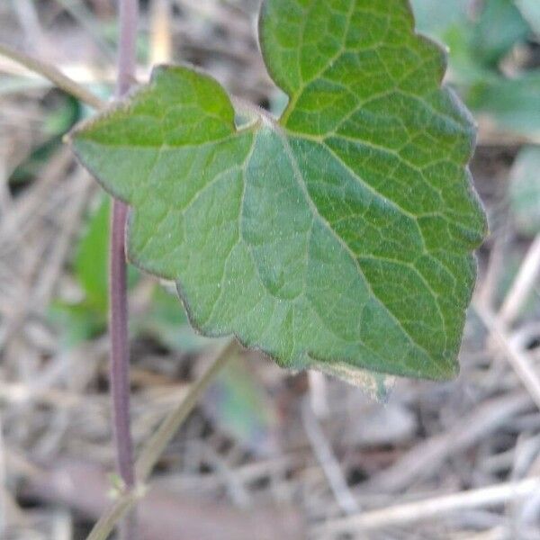 Mikania micrantha Leaf