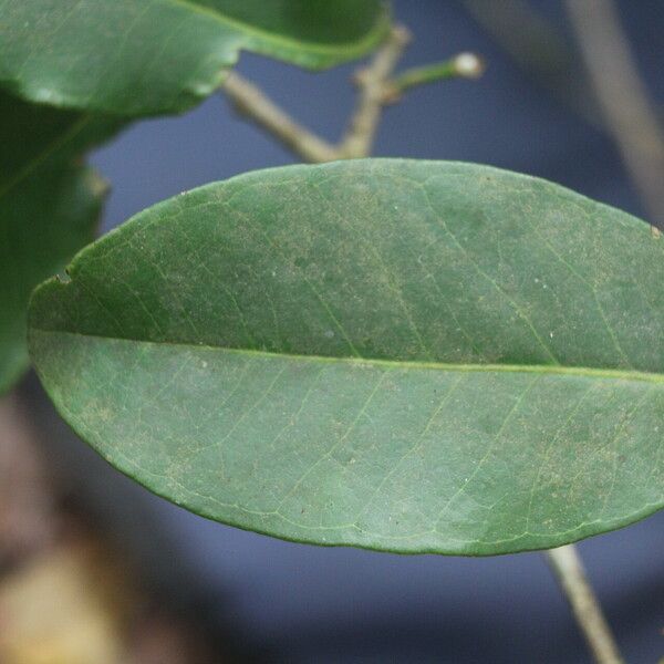 Eugenia stictopetala Foglia