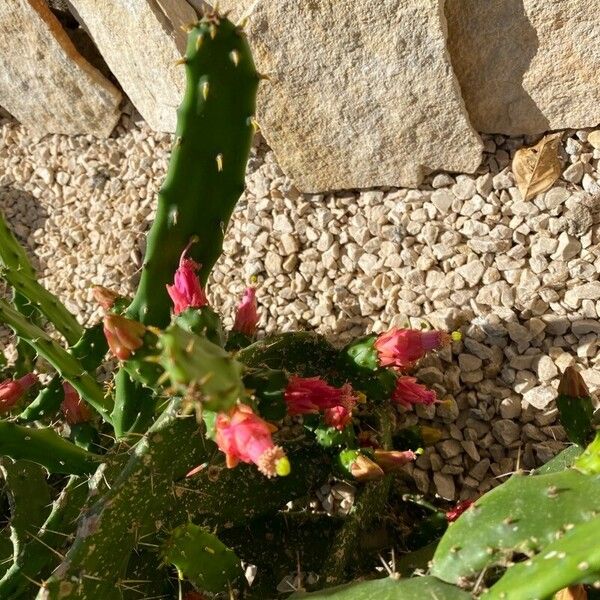 Nopalea cochenillifera Blüte