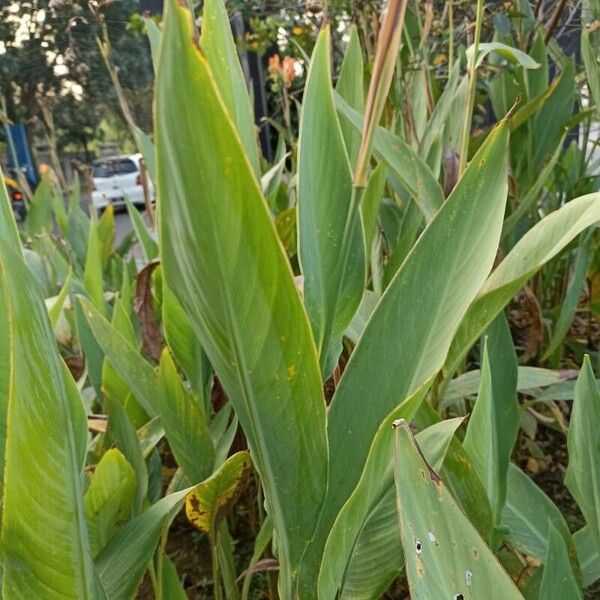 Canna × hybrida Leaf