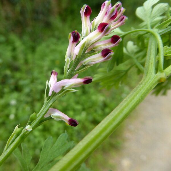 Fumaria gaillardotii Flower