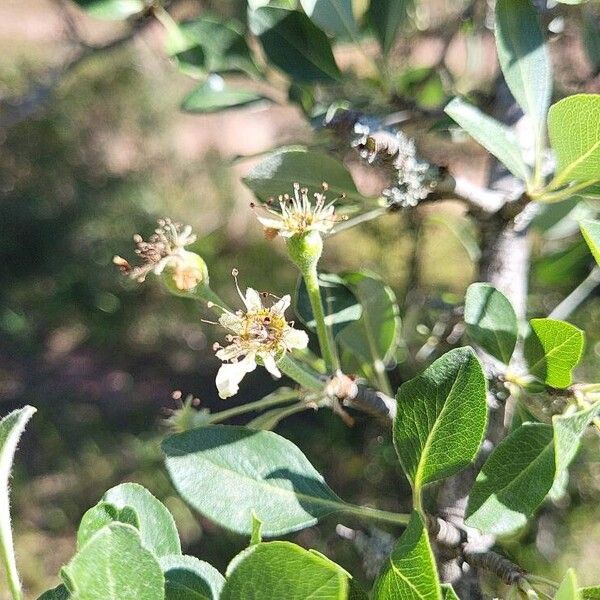 Pyrus spinosa 果實