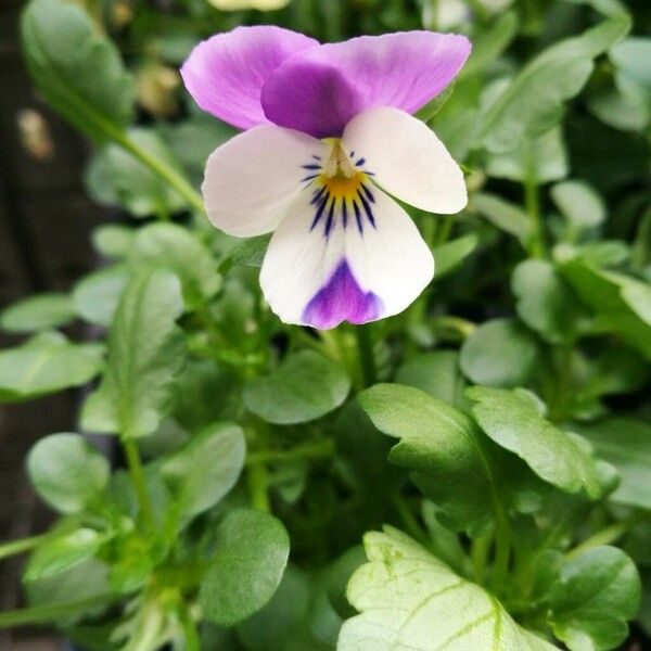 Viola tricolor Flor
