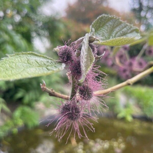 Broussonetia papyrifera Bloem