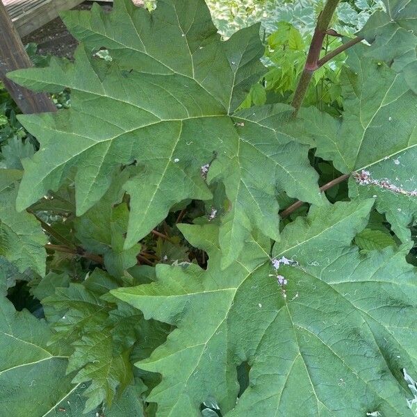 Heracleum mantegazzianum List