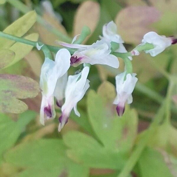 Fumaria capreolata Çiçek