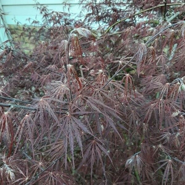 Acer palmatum Leaf